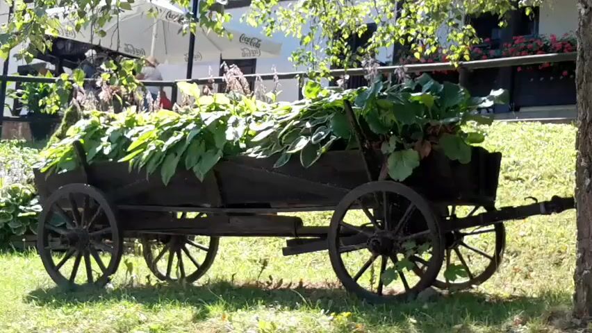The video shows an old wooden wagon filled with large green plants, acting as a planter. The wagon has four spoked wheels and is positioned outdoors on a grassy area. In the background, there is a building with white walls and a dark roof, and some trees. A white umbrella is visible near the building. The overall scene appears to be a decorative outdoor setting, possibly in a garden or a rustic establishment.