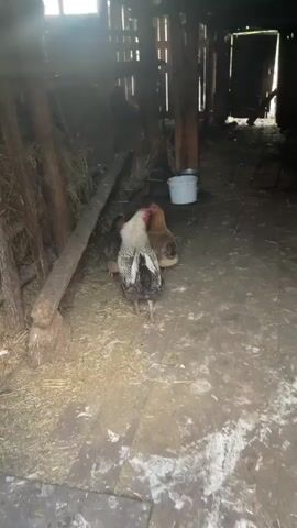 A rooster with black, white, and grey plumage stands prominently in the foreground of a dimly lit chicken coop. It is facing the viewer and appears to be the largest bird in the scene. Behind the rooster, two brown hens are visible, one slightly in front of the other. One hen is looking away from the camera, while the other is facing more towards the rooster. The coop itself is constructed from rough wooden planks and beams, with hay or straw scattered on the floor. In the background, a white bucket sits on the ground, and further back, an open doorway reveals a brightly lit outdoor area. The overall impression is of a rustic, functional farm environment.