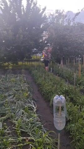 A person is in a garden, spraying plants with a yellow backpack sprayer. The garden has rows of plants, including what appear to be tomatoes on stakes and onions. There is also a homemade watering device made from a plastic bottle in the foreground. The garden is surrounded by trees and a building. The sky is overcast.