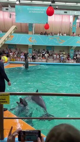 A trainer in a black wetsuit stands in a swimming pool as a dolphin jumps out of the water. Several other dolphins are in the pool. An audience watches from bleachers in the background. Red balloons hang from the ceiling. A sign in Russian is visible. A person in the foreground holds up a phone to record the event.