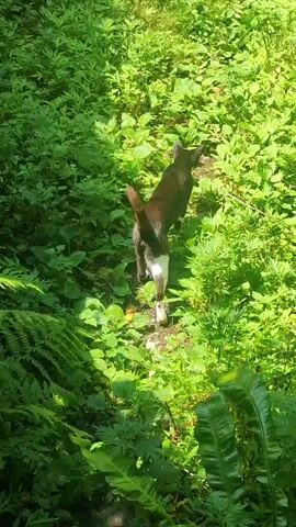 A black and white cat walks through dense green foliage in the daytime. The cat moves from left to right across the frame, with its tail held high. Sunlight dapples through the leaves, creating shadows. The environment appears to be a natural, overgrown area with various types of plants and some ferns visible.