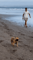 Kuta beach morning: surfers, dogs, and a sea turtle release sign