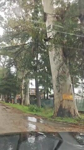 The video shows a drive down a road lined with trees during a rainy day. Water droplets are visible on the windshield, and puddles are present on the road. The trees are tall and dense, creating a canopy overhead. Houses and fences are visible behind the trees. There are other vehicles traveling on the road. The sky is overcast.