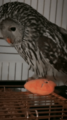 Owl on golden cage inspects a smiling stuffed carrot