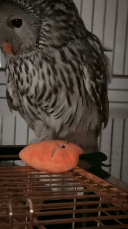 Owl on golden cage inspects a smiling stuffed carrot