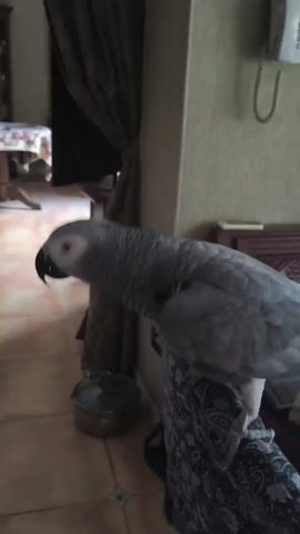 A medium shot video shows a grey parrot perched on a patterned fabric-covered object, likely a chair or sofa. The parrot is facing to the left and looking down. Its head is tilted slightly, and its beak is partially open. The background is softly blurred, but a wall with a beige-colored wallpaper, a dark curtain, and a landline telephone mounted on the wall are visible. A pot is also visible on the floor to the left of the parrot. The lighting appears to be artificial and dim. The video appears to be filmed indoors.