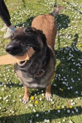 Dog plays with stick in flower meadow in Tsarevo