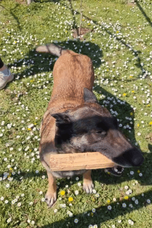 Dog plays with stick in flower meadow in Tsarevo