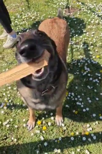 Dog plays with stick in flower meadow in Tsarevo