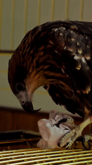 Hawks with paper and cats in moody close-up portraits