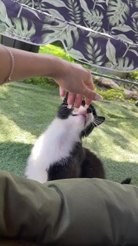 A black and white cat is being petted by a human hand on its head. The cat is lying on its back on artificial grass, with its paws extended. The human hand has long fingernails. In the background, there is a patterned canopy and greenery.