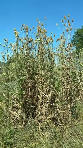 A tall plant with numerous brown seed heads and dried leaves stands in a field of green grass under a clear blue sky. The plant is tall and bushy, with many stems reaching upwards. The seed heads are oval-shaped and appear to be mature. The surrounding grass is green and somewhat dry, suggesting a warm climate or time of year. The background shows a treeline and a bright blue sky.