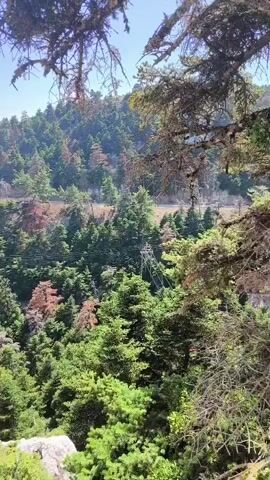 The video shows a slow pan of a mountainous landscape covered in dense coniferous trees. A blue sky with no clouds is visible above. Power lines and poles are scattered throughout the forest. In the foreground, a wooden railing with a reddish-brown top rail is present, partially obscuring the view. Large grey rocks are also visible in the foreground. The camera movement is slow and steady, panning from left to right to reveal more of the expansive forest and distant rolling hills. No people or animals are visible in the video. The lighting suggests it is daytime.