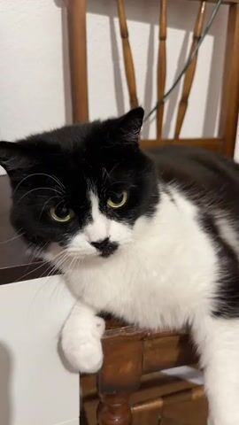 A black and white cat is sitting on a wooden chair. The cat's tail is blurred as it moves. The cat's head turns from left to right and then it appears to be sniffing something. The background is out of focus but appears to be a room with a wall and some furniture.
