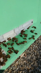 Up-close look at honeybee activity at a Russian apiary