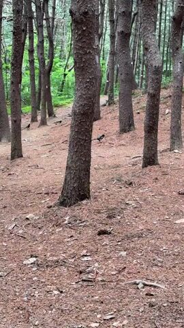 A video shows a forest floor covered in brown pine needles. Several trees with dark bark and green leaves grow in the background. The camera is static and focuses on the ground. Multiple birds with dark feathers can be seen on the forest floor, some walking and others in motion. The lighting suggests it is daytime.