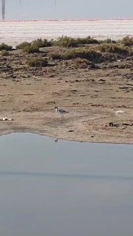 A long-legged bird with black and white plumage stands on a sandy shore next to a body of water. The bird is facing to the left of the frame. Behind the bird, the shore is dotted with some sparse green vegetation and appears dry and somewhat barren. In the distance, a large expanse of pinkish-white water can be seen, with what appear to be more birds in the far distance. The sky above is a clear, light blue, suggesting a bright, sunny day. The water in the foreground is calm and reflects the sky and the bird. The overall scene depicts a natural, possibly arid or saline environment. No people or man-made objects, other than perhaps some distant structures or utility poles faintly visible on the horizon, are apparent. The time of day appears to be daytime, likely morning or afternoon, given the bright sunlight. The weather seems clear and calm. The location is identified as Ömirzaq, Kazakhstan, which aligns with the description of a potentially arid or saline landscape. No text is visible in the media.
