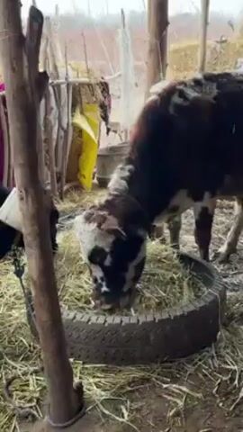 The video shows a few calves eating hay from tires in a covered outdoor structure. The structure appears to be made of wood and thatched straw. Three calves can be seen, two of which are mostly dark with white markings. The ground is muddy and covered with hay. The background shows more hay bales and a glimpse of a white house in the distance.