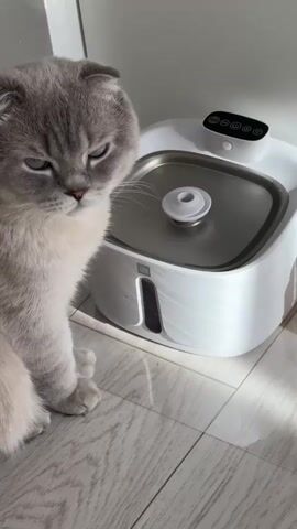 A gray Scottish Fold cat sits on a wooden floor next to a white cat water fountain. The cat looks at the camera with a slightly annoyed expression. The water fountain is white with a stainless steel basin and a black control panel on top. A small clear window on the front of the fountain shows the water level. Sunlight streams in from the right, casting shadows on the floor. The cat then turns its head to the right and sniffs the water fountain.