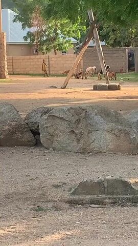 The video opens with a close-up of two large rocks in the foreground. The camera then pans slightly to reveal a dirt ground with some smaller rocks and debris. In the mid-ground, a small herd of goats are visible grazing near a wooden structure that appears to be a rudimentary swing set or shelter. A lone figure, likely a child, is walking in the background towards the goats. Behind them, a beige-colored building with a white roof is partially visible, along with a low brick wall. Trees with green foliage line the background, and the overall environment suggests an outdoor setting in a rural or semi-rural area, possibly during daylight with warm lighting. The video is brief and lacks any specific actions or interactions beyond the presence of the animals and the solitary figure.