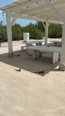 The video shows four large lizards on a sandy ground under a white wooden pergola, which provides shade. There are several picnic tables and benches under the pergola. In the background, there is a white cooler or cabinet and dense green foliage. The lizards are mostly still, some appearing to look around.