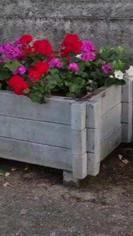 The video shows a close-up, eye-level shot of a grey concrete planter box filled with flowers. The flowers are a mix of red, pink, and purple geraniums, along with some white flowers with yellow centers, possibly dipladenias. The planter box is made of stacked concrete blocks, and it rests on the ground. The background is a blurred grey stone wall. The lighting appears to be natural, suggesting it is daytime.