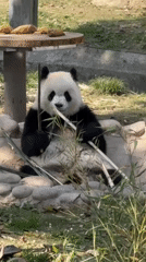 Everyday moments captured at Chongqing Zoo during morning hours