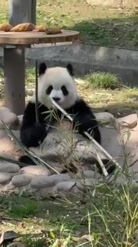 Everyday moments captured at Chongqing Zoo during morning hours