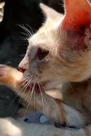 A close-up shot focuses on a ginger cat grooming itself. The cat is outdoors, with sunlight illuminating its fur. The cat is in profile, facing left, and its paw is raised to its face as it licks its leg. Its eyes are mostly closed, suggesting contentment. A small, light-colored object, possibly a tag or collar accessory, is visible on its neck. The background is blurred, but appears to be a natural outdoor setting with some foliage and possibly stone or concrete.