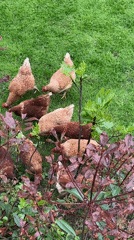 Family stroll with chickens observed in Italian countryside