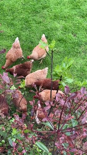 Family stroll with chickens observed in Italian countryside
