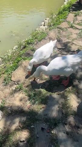 A group of white geese are gathered near the edge of a body of water. Two geese are actively pecking at the ground, with their heads down. A third goose is standing tall and looking around. Another goose is partially visible at the bottom of the frame, also with its head down. Two people are visible in the background. One person, wearing a green shirt and beige shorts, stands near the water's edge, holding something in their hand. The other person is crouched down and appears to be interacting with the geese. The ground is a mix of dirt, stone, and grass, with some shadows indicating sunlight. The water has a greenish hue.