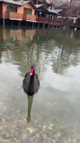 A single black swan swims in a lake with clear water, pebbles lining the bottom. The swan faces the camera, its red beak contrasting with its black plumage. The background features a series of wooden buildings on stilts above the water, reflected in the lake's surface. The weather is overcast, and there are bare trees visible behind the buildings.