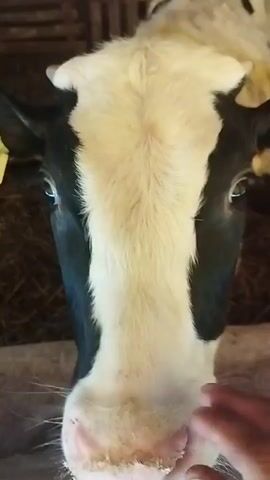 A close-up shot shows the face of a black and white cow with a yellow tag on its ear. The cow is leaning forward, with its nose close to the camera. A person's hand is visible in the foreground, offering something to the cow, which appears to be eating it. The cow is in a barn, with straw bedding visible in the background. The video captures a moment of interaction between the person and the animal.