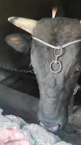 A black cow with horns is shown in close-up, its head tilted downwards. A rope is tied around its forehead, with a metal ring attached. A person's hand is visible in the lower left corner, holding some green material. The cow appears to be interacting with the hand. The background is dark and appears to be an enclosure.