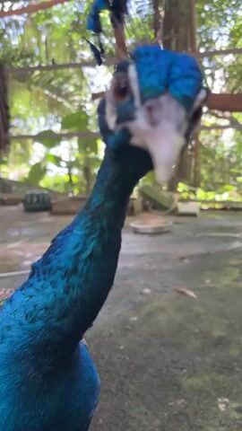 The video shows a close-up shot of a peacock's head and neck. The peacock has vibrant blue and green iridescent feathers. The bird's head is turned towards the camera, and its eye is clearly visible. The background is blurred, but appears to be an outdoor environment with trees and sunlight filtering through. The peacock's beak is open, as if it is about to speak or make a sound. The video is framed at an eye-level perspective, making it feel as though the viewer is interacting directly with the bird.