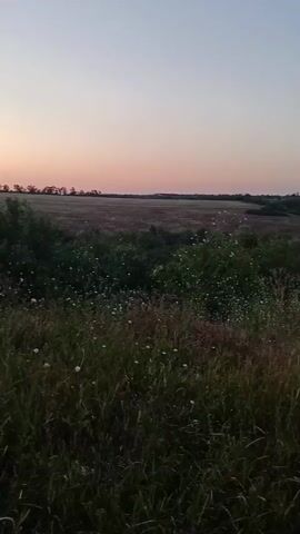 A static shot pans across a field during dusk. The sky is a pale blue and pink. In the foreground, tall grasses and wildflowers sway gently. In the midground, there are rolling hills covered in vegetation, and in the distance, a harvested field can be seen. The overall scene depicts a natural, rural landscape at sunset.