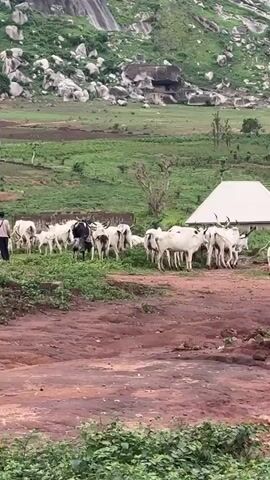 A herd of cows is being guided by a person wearing a blue shirt and black pants in a green field. In the background, a large, rocky mountain with green vegetation covers its slopes is visible. Partially constructed brick buildings with white roofs are also present in the foreground. The sky is overcast.