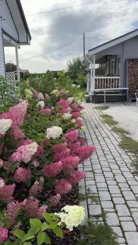 The video shows a pathway made of grey cobblestones next to a garden filled with blooming hydrangeas in shades of pink and white. The hydrangeas are dense and form a vibrant border along the pathway. In the background, there are two buildings: a white structure on the left and a grey one with a porch on the right. The grey building has a stack of firewood next to it. The sky above is overcast with clouds. The camera is moving slowly, capturing the scene from a low angle. There are no people visible in the video. The overall impression is a well-maintained garden with a rustic, suburban feel.