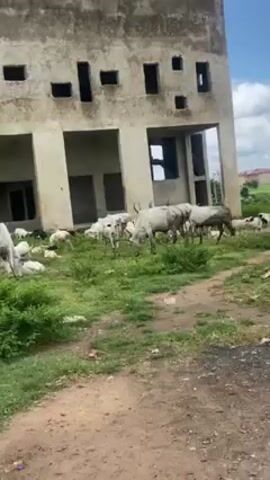 The video depicts a herd of light-colored cows grazing on green grass in front of a dilapidated, unfinished building. The building is made of gray concrete and has several empty window openings. A person wearing a hat, sunglasses, and a colorful shirt is seen briefly walking in front of the building and behind the cows. The environment suggests a rural or semi-urban setting.