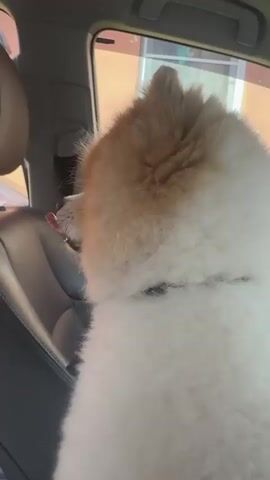 A Pomeranian dog is sitting in the passenger seat of a car. The dog is facing to the left, looking out the window. The dog's mouth is open and its tongue is hanging out. The dog appears to be panting. The interior of the car is visible, including the leather seat and the window. The exterior of a building is visible through the window. The video is shaky, suggesting it was recorded by someone in the car.