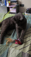 Gray cat plays with feather toys on striped bed