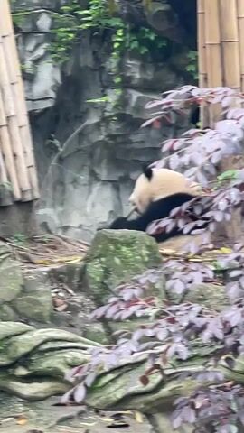 A panda is sitting on a rock eating bamboo in what looks like a park, zoo, or enclosure. A gray rocky wall and bamboo barriers are visible in the background, along with green plants and a tree with purple leaves in the foreground. The panda has its back to the camera.