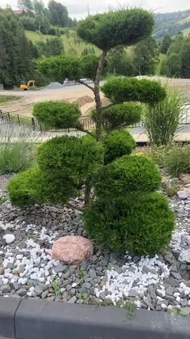 This video shows a close-up, panning shot of a topiary bush with a stone and gravel landscaping. The bush is sculpted into layers, with rounded clumps of green foliage. A reddish-pink, oval-shaped rock sits in the gravel at the base of the bush. The ground is covered with white and gray stones. In the background, there are green hills, trees, a dirt construction area with a yellow excavator, and a metal fence. The sky is overcast. The video is very short and appears to be a still image with a subtle zoom and pan effect.