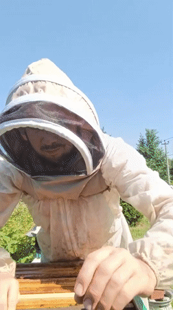 Beekeeper conducts morning hive inspection in Motyakovo, Russia