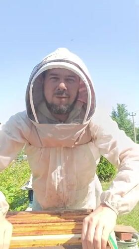 Beekeeper conducts morning hive inspection in Motyakovo, Russia