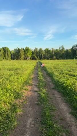 In a sun-drenched rural setting, a woman is captured in a video, squatting down beside a dirt path that cuts through a vibrant green field. Tall grass flanks both sides of the path, and a dense line of trees forms the backdrop under a clear blue sky. The warm, golden light suggests late afternoon or early evening.

The woman is wearing a light pink long-sleeved top, light-wash denim shorts, and light-colored sneakers. She is holding a smartphone in her hands, extending it towards the grass as if taking a close-up photo or video of something specific in the foliage. She appears focused and has a slight smile, indicating enjoyment or interest in her activity. The scene conveys a sense of peaceful engagement with nature in Interkompleks, Russia. No visible text is present in the video.