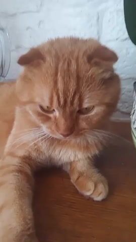 A close-up shot focuses on an orange tabby cat with folded ears lying down. The cat's head is tilted down slightly, and its gaze is directed downwards. The background shows a white brick wall and a wooden surface. The lighting is soft, illuminating the cat's fur and facial features.