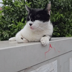 Cat spotted lounging on ledges in Budva, Montenegro