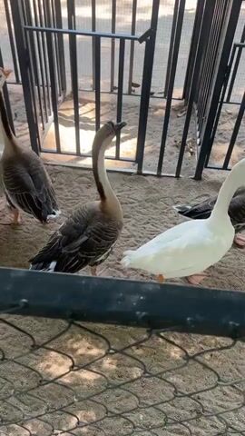 A medium shot shows several geese standing on a sandy ground enclosure. A black metal fence is visible behind the geese, and the ground is covered in tan sand. Two geese with brown and white plumage are in the foreground, one on the left and one on the right. A white goose is to the left of the brown and white geese. In the background, several other geese, both white and brown and white, are standing near the fence. The video is a close-up of the geese in their enclosure.